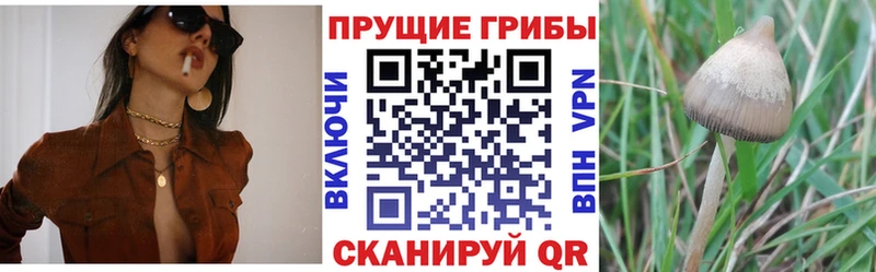 Псилоцибиновые грибы Psilocybine cubensis  Губаха 